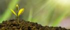 A green young plant growing in brown soil with sunlight filtered though green leaves