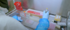 Over the shoulder image of a scientist pipetting pink liquid in a fume hood. 