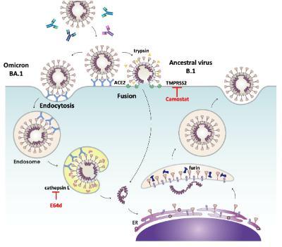 Graphical representation of the entry routes for SARS-CoV-2, fusion and endocytosis. Adapted from original in Tang et al. doi.org/10.1016/j.antiviral.2020.104792 