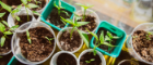 Small potted plants in colours of green and turquoise