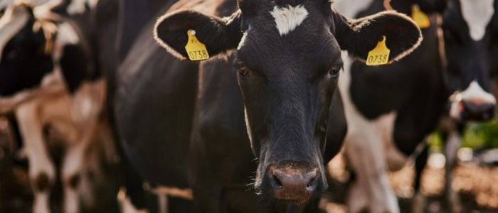 A herd of cows. One cow, mostly black, looking towards the viewer.