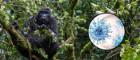 A black ape sat in a tree in the background. Digital render of a virus in a circular frame in the foreground.