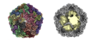 Left: High resolution map of encapsulin shell with single subunit shown as a cartoon. Right: Composite map of encapulsin shell and interior densities.