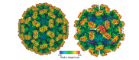 Structures of the resting state (left) and raised C/C dimer state (right) of Tulane virus