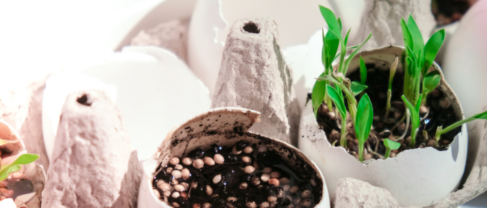 Egg shells in a carton with soil and plants sprouting from them.