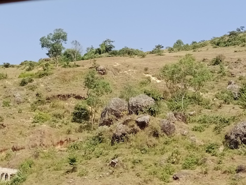 Photo of a hill covered in dry grass, small trees and rocks on a sunny day.