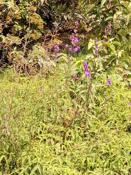 Photo of purple flowers among thick green undergrowth on a sunny day.