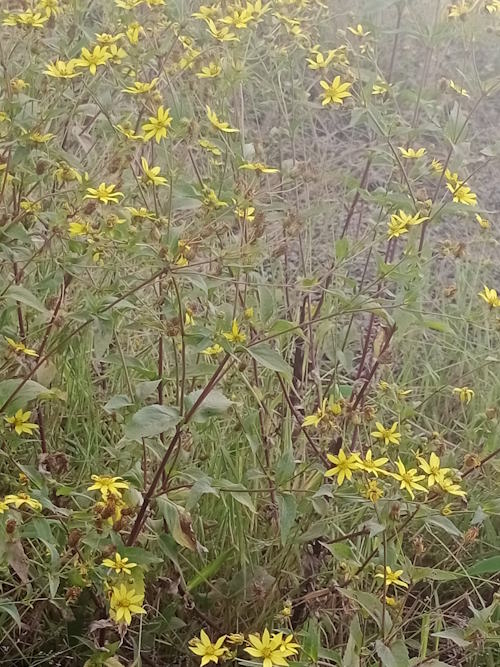 Photo of yellow flowers among green undergrowth.