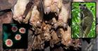 Horseshoe bats are the primary host for the ancestor of the viruses that caused both the 2002 SARS outbreak and the COVID-19 pandemic, but a new study suggests that the wildlife trade transported the virus to the places where they first emerged in humans.