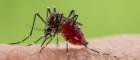 A close-up of a mosquito perched on human skin, its red abdomen swollen with blood. The insect’s legs and proboscis are sharply detailed, emphasizing its feeding process. The background is a soft, blurred green, drawing focus to the mosquito as the central subject in this vivid, high-contrast macro photograph.