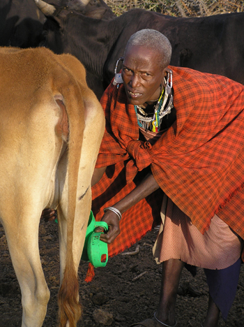 Milking cow FMD