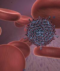 Adenovirus structure