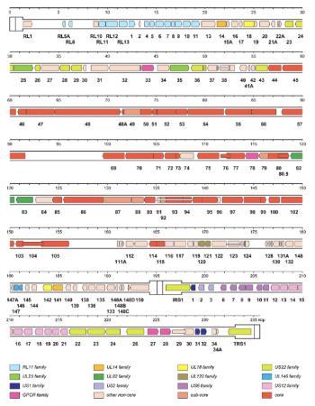 HCMV genetic map