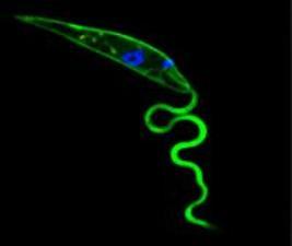 Leishmania WTCMP micrograph