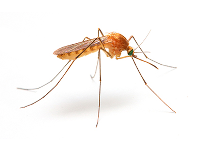 Anopheles Mosquito