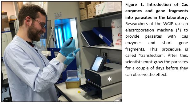 crispr cas blog Fig 1