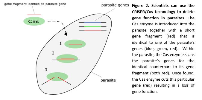 crispr cas blog Fig 2a