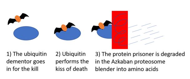 Ubiquitin 1