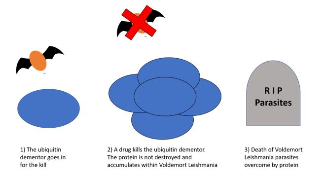 Ubiquitin 2