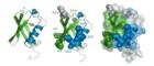 Ubiquitin 3