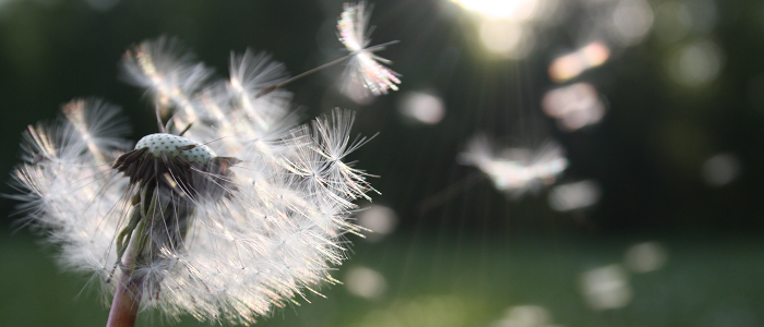 Dandelion Blowing in Wind - Education Nav Tile
