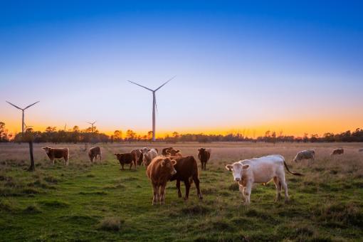 Cows in field in front of windmills