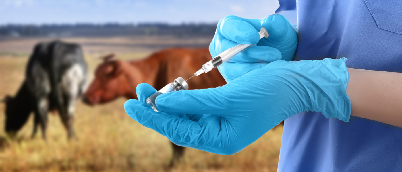 A vet checks on the health of some dairy cows