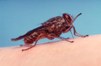 Tsetse fly biting human arm