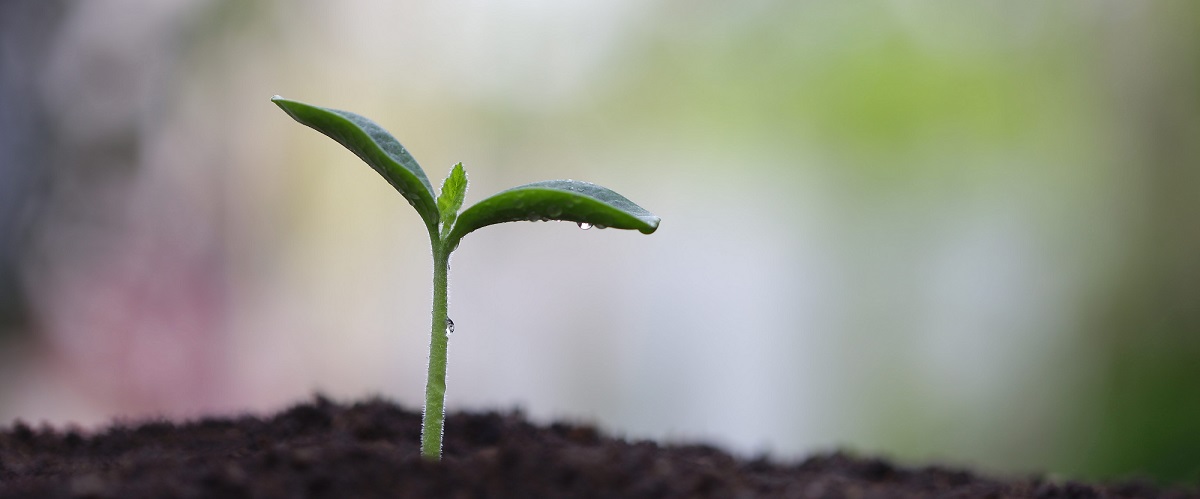 Green shoot emerging from soil