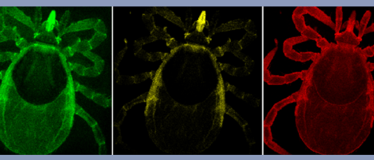 8 legged tick images on the microscope