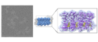 Electron micrograph of TIR-SAVED, and a segment of the cryo-EM reconstruction