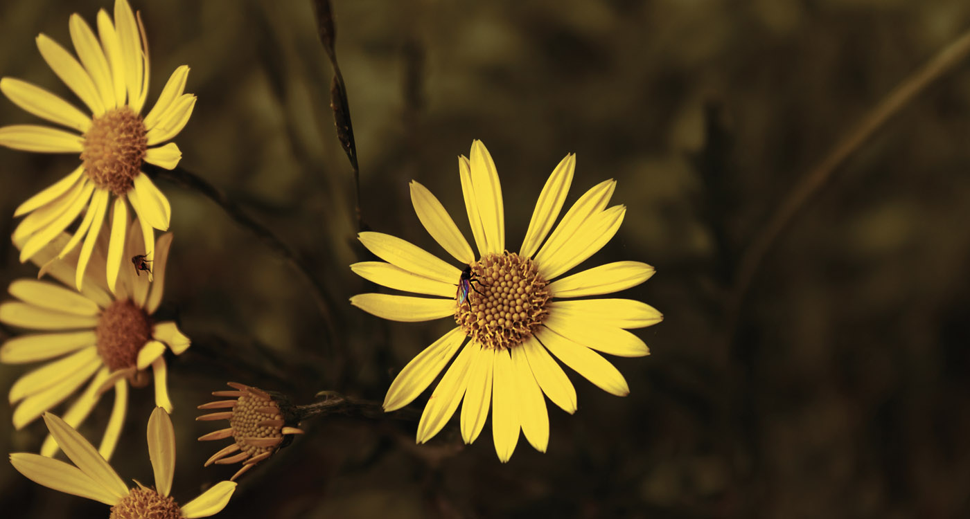 Jacqueline Dennett (MA 2006, MLitt 2009) got close up to this beautiful Cape Dandelion along the West Highland Way.