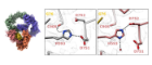 Cryo-EM map of complex solved in this study, with inset areas showing structural change of His593 on inhibitor binding