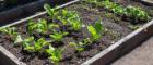 Lots of small plants growing in a raised bed of soil Source: Tony Baggett Publisher: Istockphoto Link: https://www.istockphoto.com/photo/organic-raised-garden-bed-of-cabbage-vegetables-and-salad-leaves-gm1362087169-434192016?clarity=false