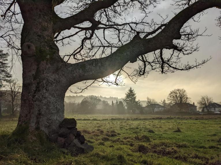 Silhouette of a large tree against a pale sunny winter sky. 