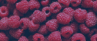 close up of raspberries