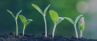 seedlings growing from soil towards light